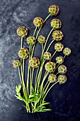 Starflower pincushion flowers (Scabiosa stellata) on dark surface