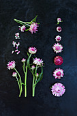 Strohblumen-Blüten (Xerochrysum bracteatum) als Legebild auf dunklem Untergrund