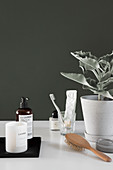 Simple bathroom utensils and potted kalanchoe against dark green wall