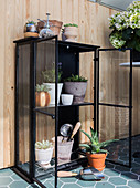 Black display case used as greenhouse for succulents
