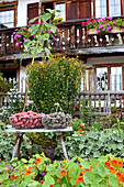Colourful potatoes in wire baskets on bench in cottage garden