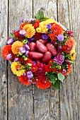 Potatoes in wreath of dahlias, zinnias, asters and amaranth