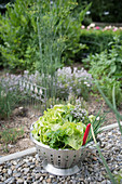 Küchensieb mit frisch geerntetem Salat und Kräutern im Garten