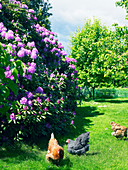 Hühner auf dem Rasen vor Rhododendron