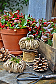 Teaberry plants, hessian ribbon and pine cones