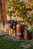 Stoneware pots and bouquet of Michaelmas daisies below vine on barn wall