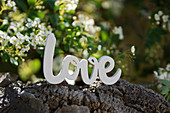 Lettering spelling 'Love' on tree bark