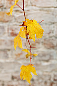 Gelb gefärbte Weinblätter an der herbstlichen Rebe