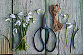 Snowdrops, garden shears and twine on wooden surface