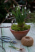 Snowdrops and moss in terracotta pot
