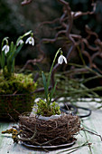 Snowdrop planted in nest