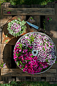 Sweet William flowers in cake tins