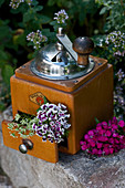 Old coffee mill decorated with sweet Williams and cow parsley