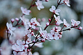 Flowering cherry plum
