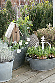 Zinc container planted with spring-flowering plants