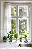 Geraniums and kitchen herbs on kitchen windowsill behind sink