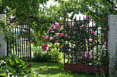 Rusty garden gate in rose garden