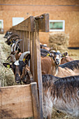 Goats in a stall on an organic farm