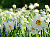 Narzisse 'Flower Record' in der Blumenwiese