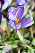 Nahaufnahme einer violetten Krokusblüte zeigt die Narbe