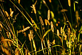 Foxtail barley in sunlight