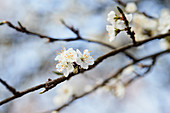 Plum blossom on branch