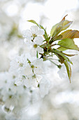 Weiße Mandelblüten am Zweig mit Blättern und Unschärfe