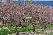 Nectarine trees with pink blossom