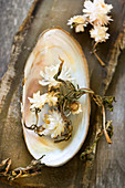 Everlasting flowers in freshwater mussel shell