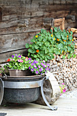 Summer flowers in front of wooden wall of an Alpine cabin (Tyrol, Austria)