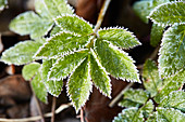 Ground elder leaves covered in hoar frost