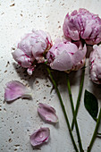 Water droplets on pink peonies