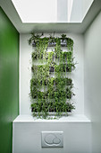 Green wall planted with succulents in guest toilet with skylight