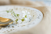 White flowers of snow-in-summer decorating plate with gold speckles