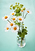Posy of ox-eye daisies and lady's mantle