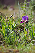 Crimean iris (Iris lutescens) in garden