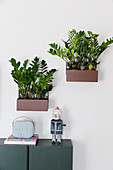 Zamioculcas in wall-mounted planters above cabinet