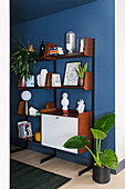 Alocasia next to mid-century shelves against blue wall
