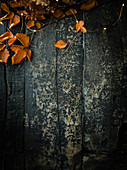 Autumn leaves on dark wooden surface
