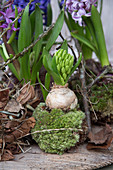 Hyacinth kokedama