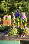 Hyacinth kokedamas
