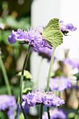 Brimstone butterfly on scabious flower
