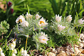 White pasque flower 'Alba'