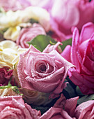Rosenstrauss mit pinkfarbenen und gelben Rosen