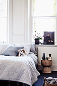 Hund auf dem Bett mit gestreifter Decke vorm Fenster