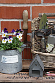 Horned violets in a small zinc jug