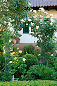 roses climbing an arched trellis, box topiary, and floribunda rose