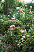 Rose garden with boxwood balls