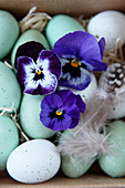 Easter eggs with viola flowers and feathers