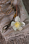 Blossom of Christmas rose with branch placed on cloth